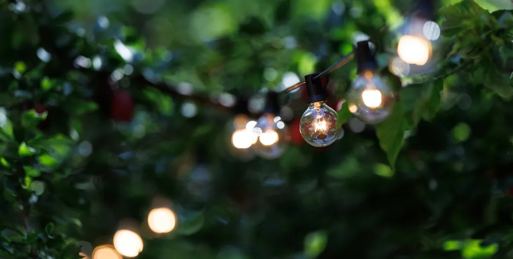 "green branches and string party lights"