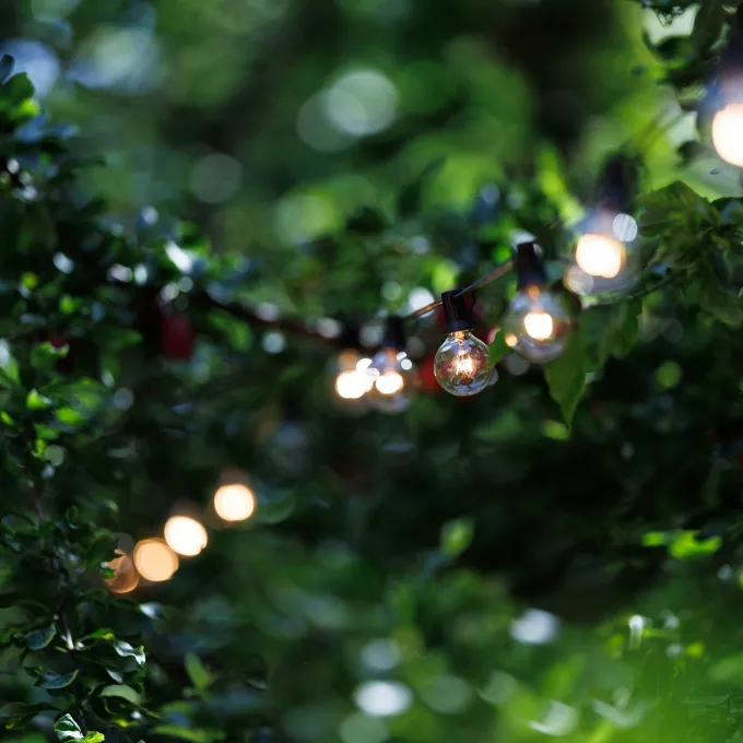 "green branches and string party lights"